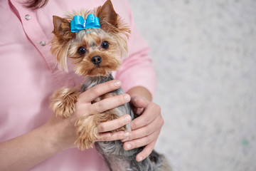 Closeup of groomer holding on hands cute yorkshire terrier in vet clinic