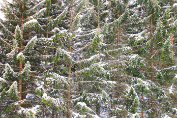 trees snow branch