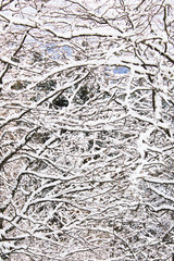 trees snow branch