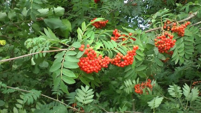  common ash tree