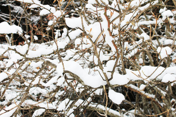 trees snow branch