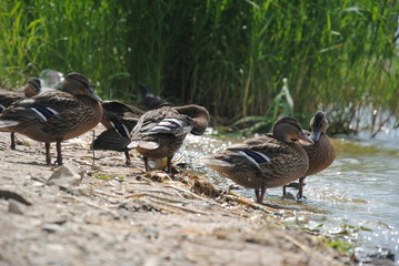 Fototapeta premium ducks on the lake