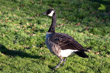 Canadian Goose