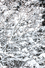 trees snow branch