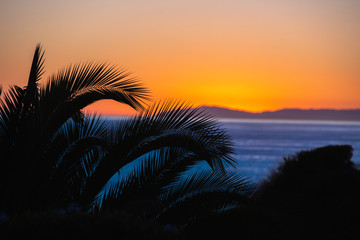 Fototapeta na wymiar palms branches stretching across a California tangerine sunset