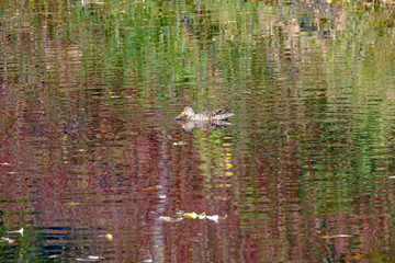 Shovelnose Commonwealth Lake