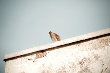 Bird on Roof