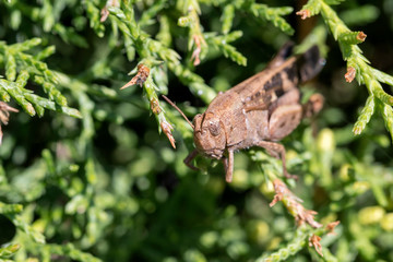 Broad Green-winged Grasshopper (Aiolopus strepens)
