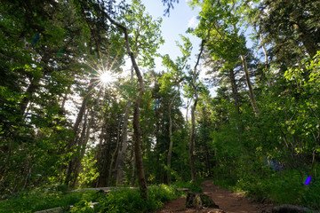 Fototapeta premium Forest in Cibola National Forest at Sandia Crest