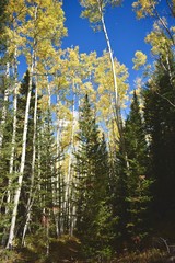 Beautiful fall Aspens in the Eagle's Nest Wilderness.  The Gore Range located in the Colorado...