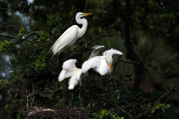 Great Egret - Ardea alba - feeding large raucous chicks on nest in Saint Augustine, Florida.