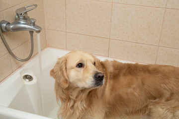 Dog washes in bathroom after walk on the street.