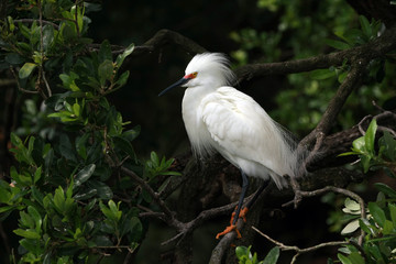 Snowy Egret - Egretta thula - in breeding plumage and coloration against dark background in Saint Augustine, Florida.