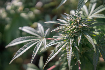 cannabis flower growing outdoors
