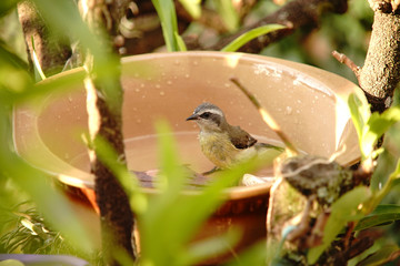 Coereba flaveola bird playing in the water