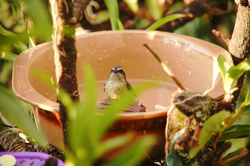 Coereba flaveola bird playing in the water