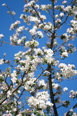 Blüten im Frühling