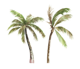 Watercolor isolated palm tree on white background. Hand drawn illustration © natikka