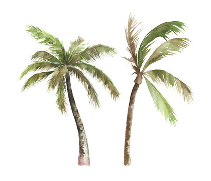 Watercolor isolated palm tree on white background. Hand drawn illustration