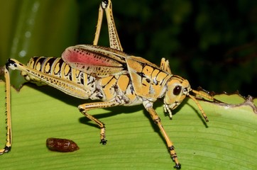 saltamontes