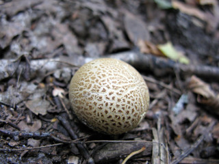 Mushroom