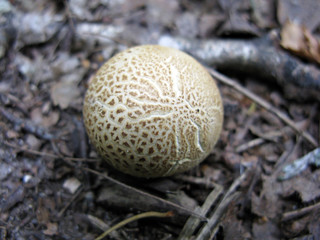 Mushroom