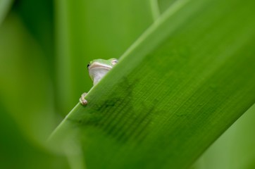 rana