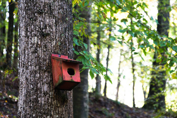 Birdhouse in Mississippi Woods in the Fall