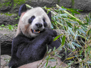 Giant Panda at the Chongqing Zoo in China