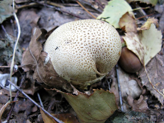 Mushroom