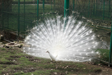 Obraz premium white peacock albino with great beautiful tail feathers