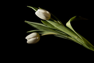 Two white tulips in full dark under studio lighting