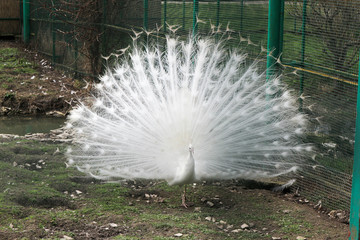 white peacock albino with great beautiful tail feathers