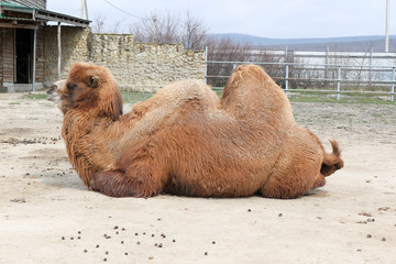 Beautiful brown bactrian camel laying on the ground in the zoo