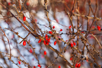 Bushes of hips with red berries in the winter field.