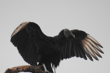 Black Vulture
