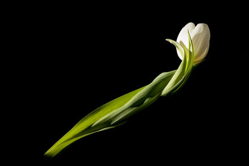 A lone white tulip in total darkness under studio lighting