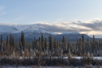 vista de pinos y montaña nevada