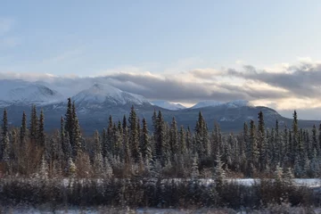 Foto op Plexiglas Mistig bos vista de pinos y montaña nevada