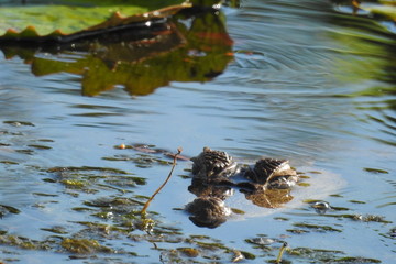 Schneider's Smooth-fronted Caiman