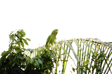 Pionus maximiliani bird on a branch
