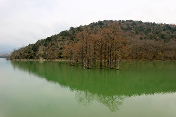 scenic view of bog cypress grove in the center of the lake
