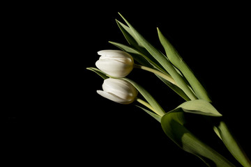 Obraz premium Two white tulips in full dark under studio lighting
