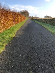 bush fence with colored leaves along the footpath