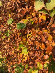 bush fence with colored leaves along the footpath