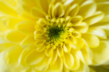 Close ups of yellow flowers