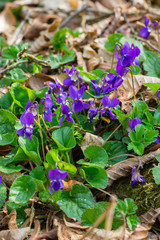 Closeup of violet plants (prob. Viola odorata) with bumblebee