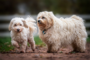 Zwei Havaneser, jeweils einmal Lang und Kurzhaarig
