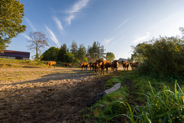 Rzeka Narew, Wieś nad Narwią, Krajobraz wiejski Podlasia © podlaski49