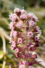 Closeup of butterbur flowers (Petasites hybridus)